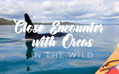 Really Close Encounter with Orcas